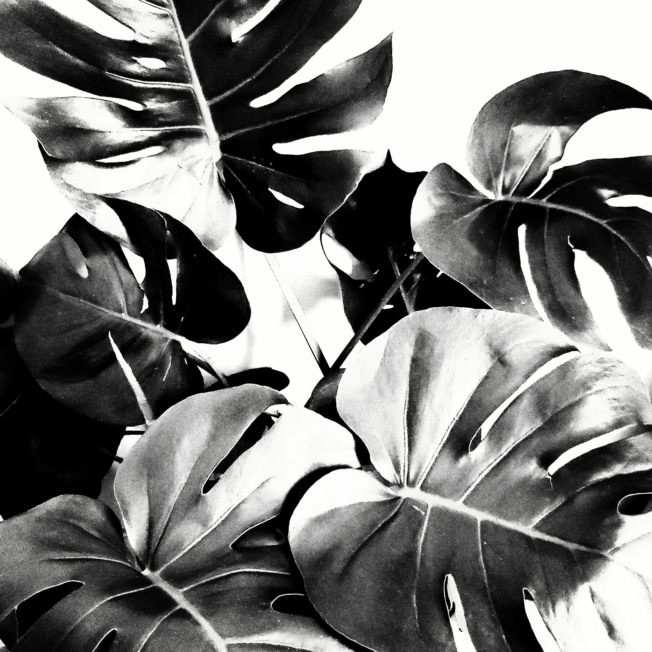 philodendron caramel marble Philodendron Caramel Marble | Houseplants