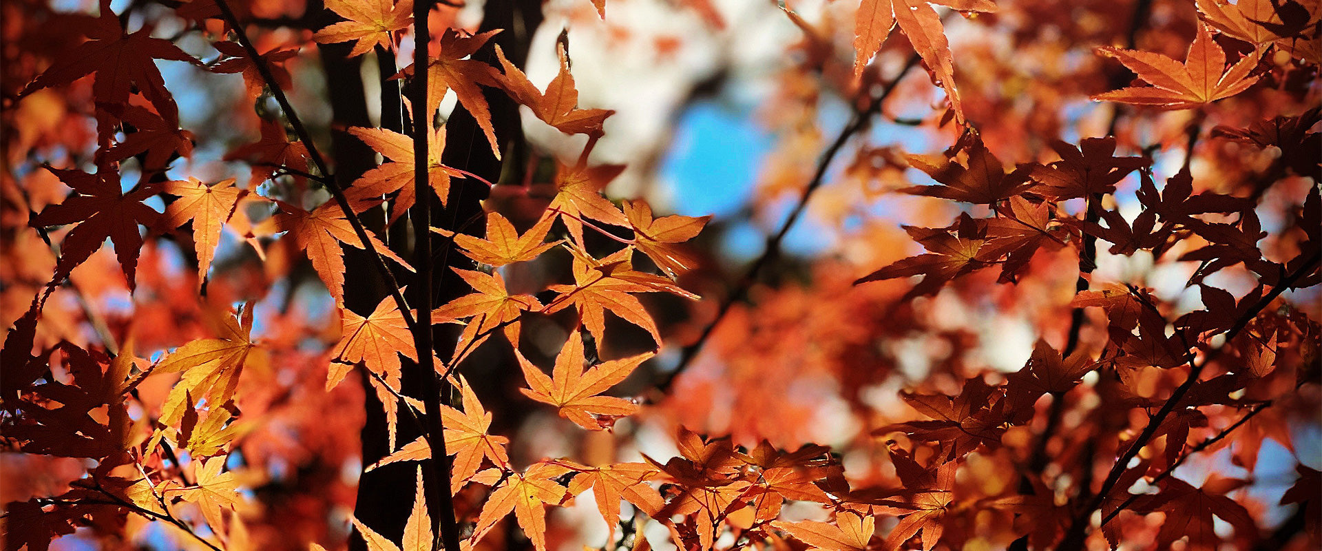 AUTUMN SURFACE RESET